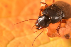 Behaarter Erdbeersamenlaufkäfer (4).jpg